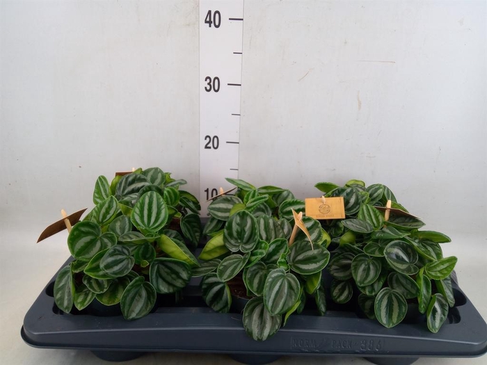 <h4>Peperomia</h4>