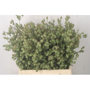 SILENE C BALLETJE-BAL P BUNCH