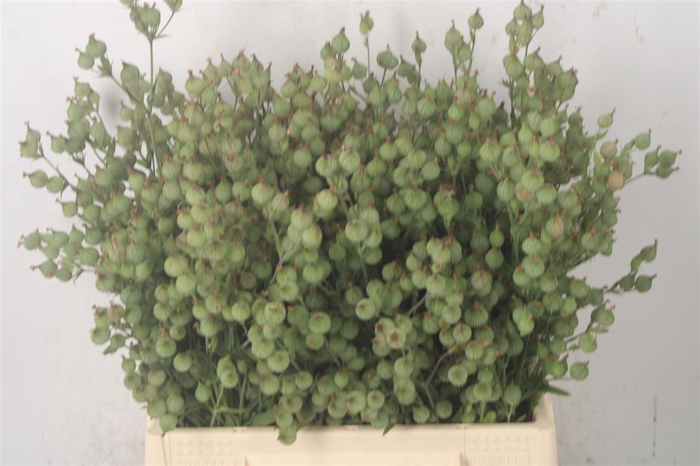 <h4>SILENE C BALLETJE-BAL P BUNCH</h4>
