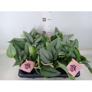 Scindapsus treubii 'Moonlight'