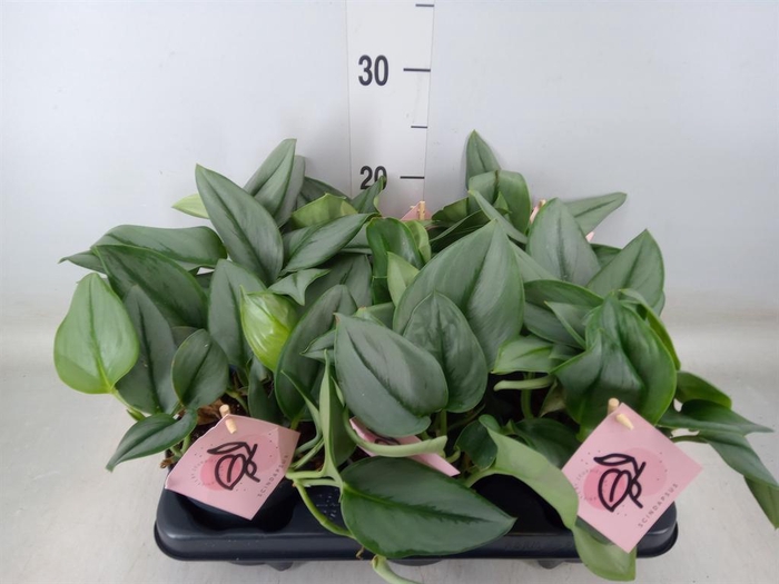 <h4>Scindapsus treubii 'Moonlight'</h4>