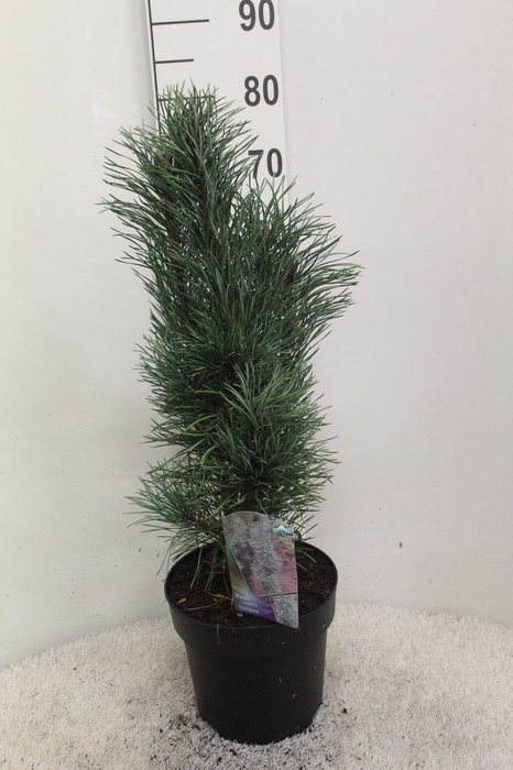 <h4>Pinus sylvestris 'Fastigiata' P26 potgedrukt</h4>