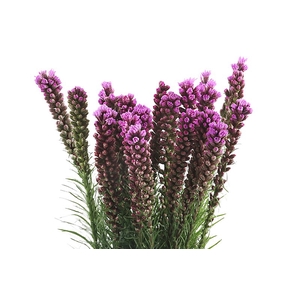 Liatris Spicata