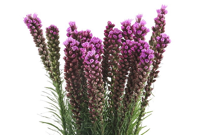 Liatris Spicata