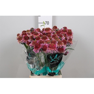 Scab At F Bicolor Pink Scoop