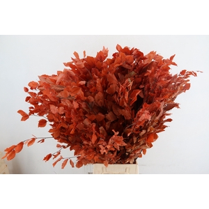 PF BEECH LEAFS ORANGE BS 150GR