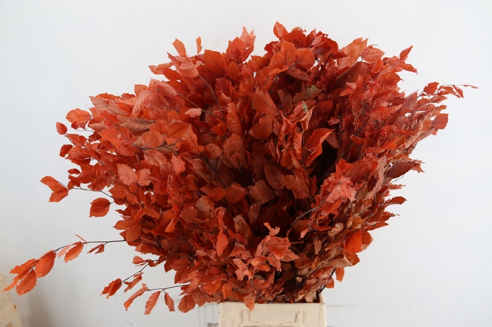 PF BEECH LEAFS ORANGE BS 150GR