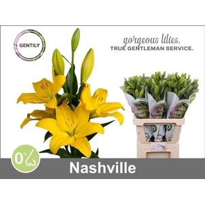 Lilium La Nashville