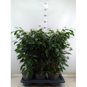 Ficus benja. 'Danielle'