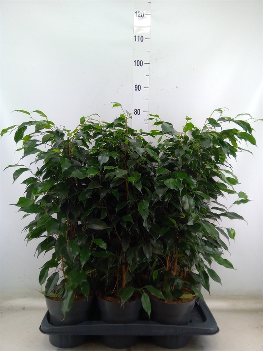<h4>Ficus benja. 'Danielle'</h4>