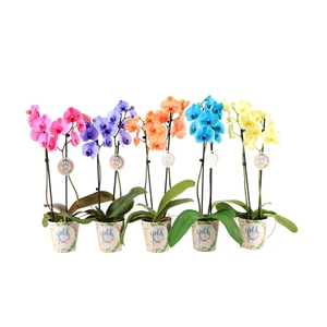 Potcover I Am Wild & Free Phal I Am Mix 2T12+