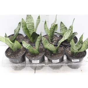 SANSEVIERIA ZEYLANICA P15