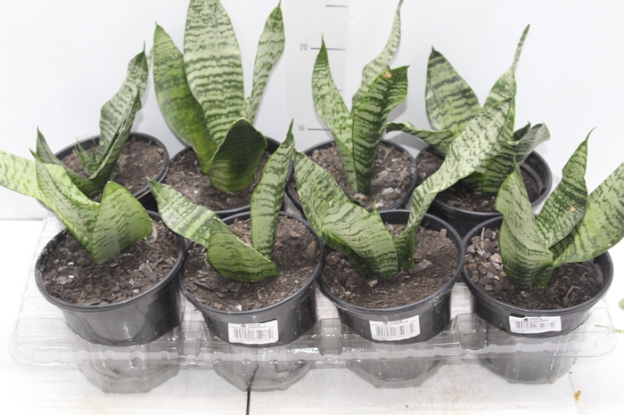 <h4>SANSEVIERIA ZEYLANICA P15</h4>