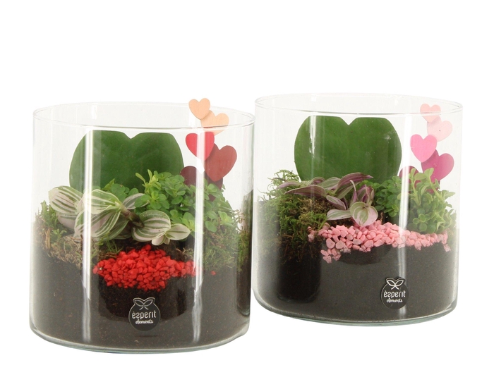 <h4>21838: Lovess arrangement</h4>