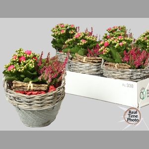 ARR TUINPLANTEN