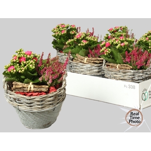 ARR TUINPLANTEN