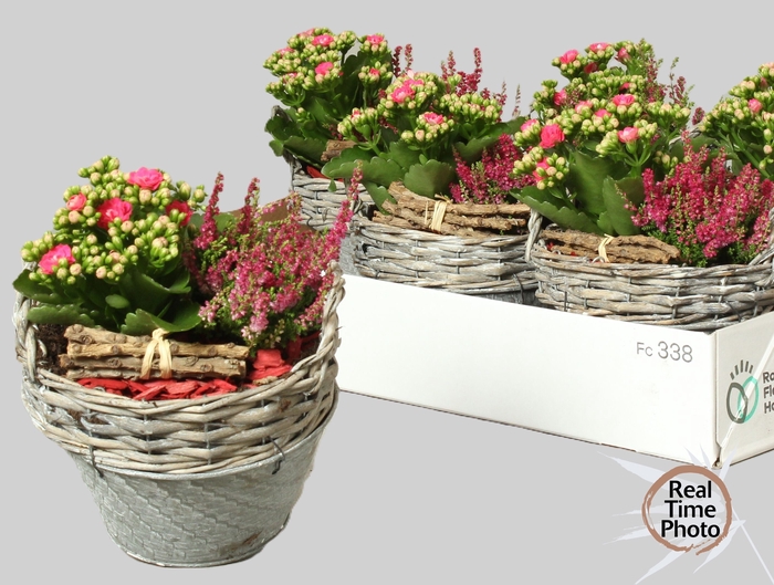 <h4>ARR TUINPLANTEN</h4>