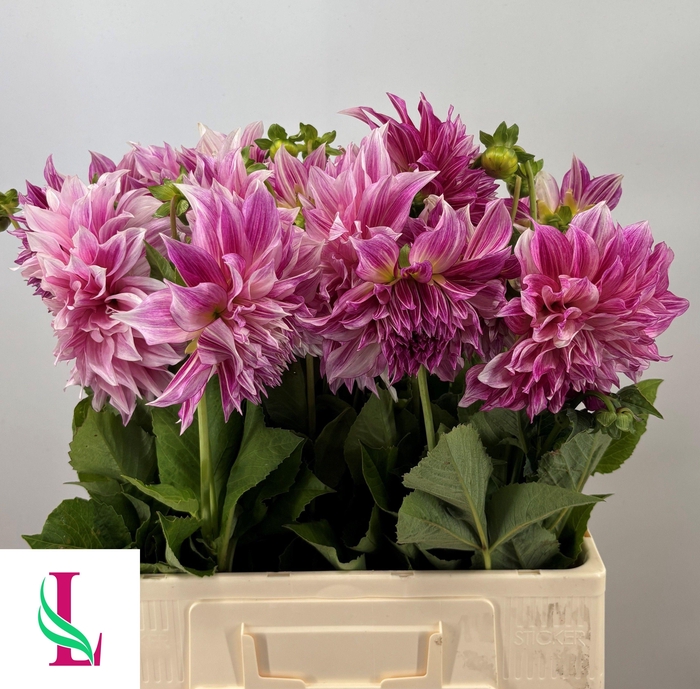 <h4>Dahl Cafe Lait Royal</h4>