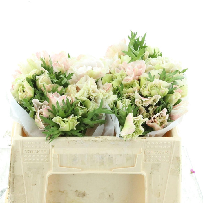 <h4>Anem Mistral White Extra (fr)</h4>