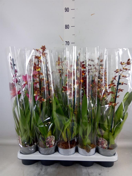 <h4>Cambria   ...mix</h4>