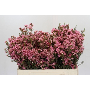 Chamelaucium Sarah's Delight