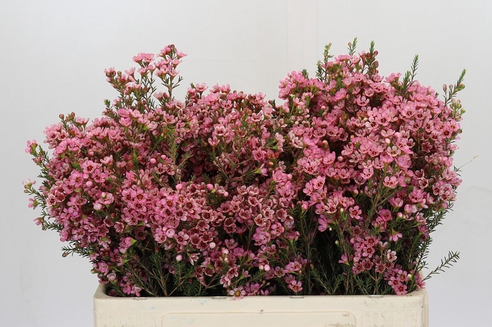 <h4>Chamelaucium Sarah's Delight</h4>