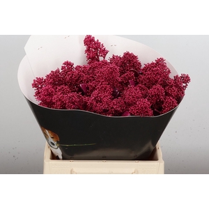 Skimmia Wx Cerise