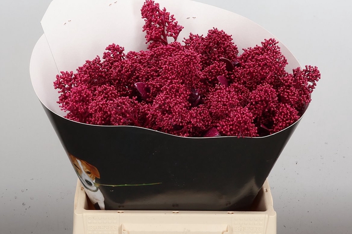 <h4>Skimmia Wx Cerise</h4>