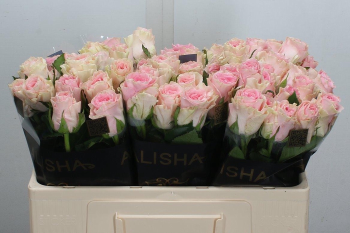 <h4>R Gr Duchesse</h4>