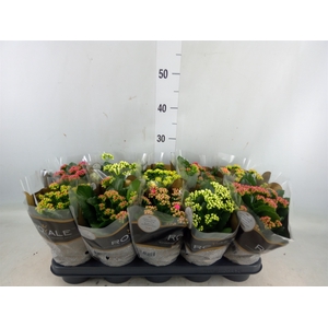 Kalanchoe blos. 'RoyalDon'   ..mix