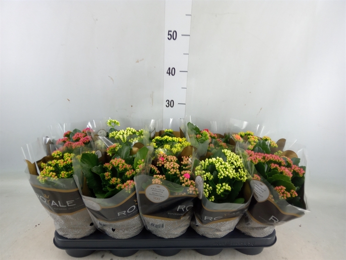 <h4>Kalanchoe blos. 'RoyalDon'   ..mix</h4>