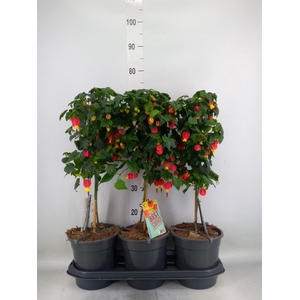 Abutilon  'Big Bell'