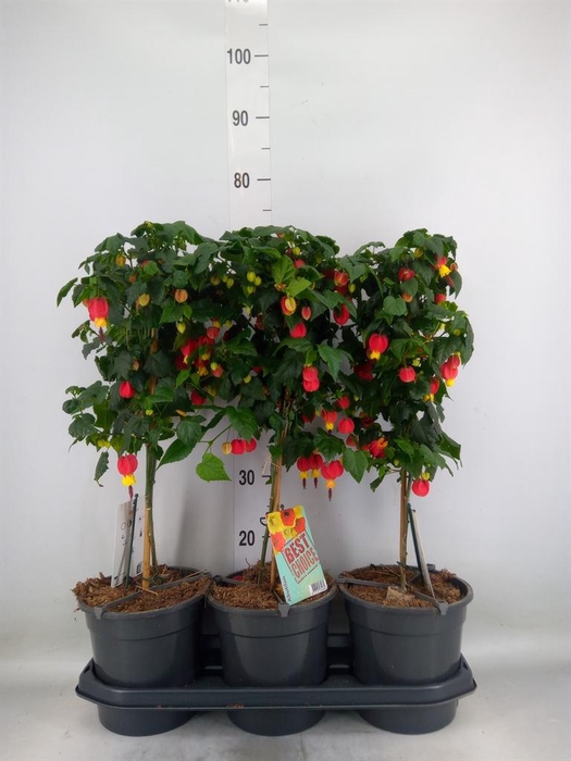 <h4>Abutilon  'Big Bell'</h4>