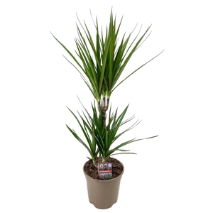 Dracaena marginata Green 30-10