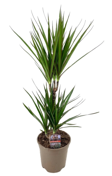 <h4>Dracaena marginata Green 30-10</h4>