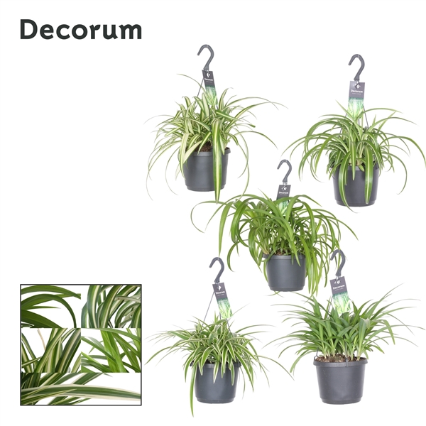 <h4>Chlorophytum gemengd</h4>