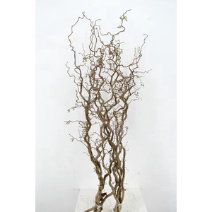 CORYL AV CONTORTA 2 JARIG 140CM