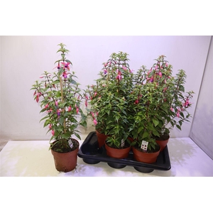 Fuchsia B F Pink Purple