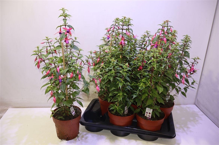 <h4>Fuchsia B F Pink Purple</h4>