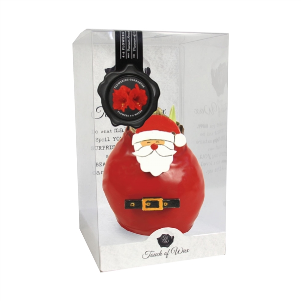 <h4>Amaryllis Red Santa Claus</h4>