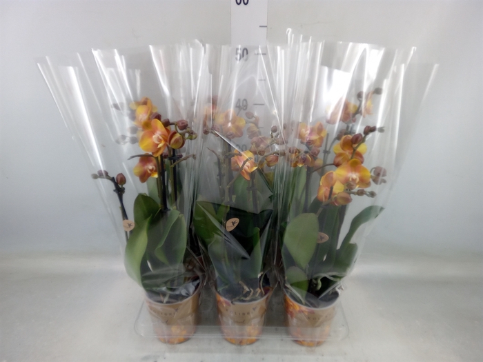 <h4>Phalaenopsis multi. 'Ant Las Vegas'</h4>