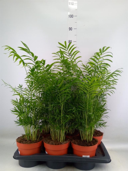 <h4>Chamaedorea elegans</h4>