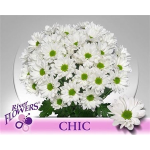 Chr T Chic
