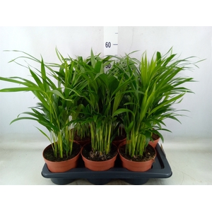 Dypsis lutescens   ...Chrysalidoca