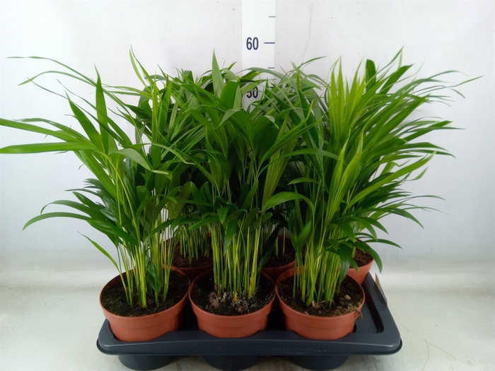 <h4>Dypsis lutescens   ...Chrysalidoca</h4>
