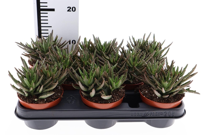 <h4>Kalanchoe NF ...</h4>