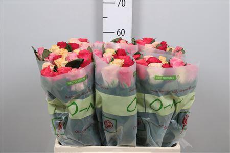 <h4>R Gr Tacazzi Gem</h4>