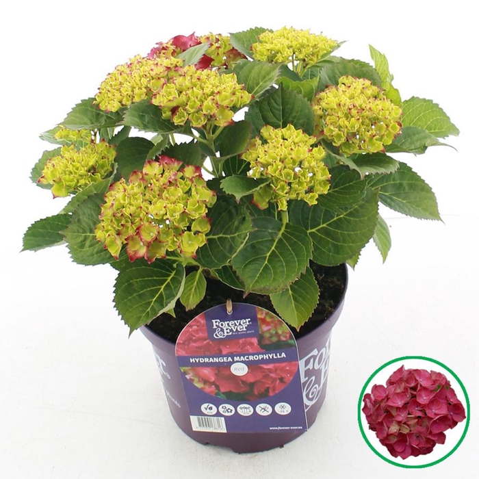 <h4>Hydrangea macr. Forever & Ever® Rood C5 (23cm.) Kn.</h4>