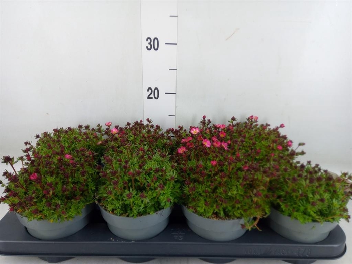 <h4>Saxifraga arend.</h4>