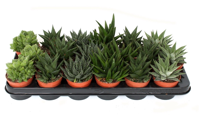 <h4>Haworthia mix 8,5 cm</h4>